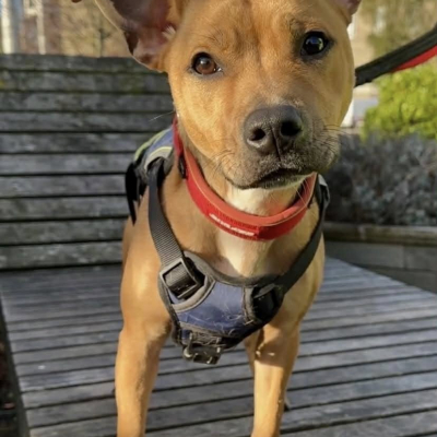 Staffie Cross, Female, Approximately 2 - 4 years old, Tan & White, Small to Medium, Short Hair