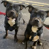 Cross Breeds, Females, Approximately 1 to 2 Years Old, Black Tan & White, Medium, Short Hair.