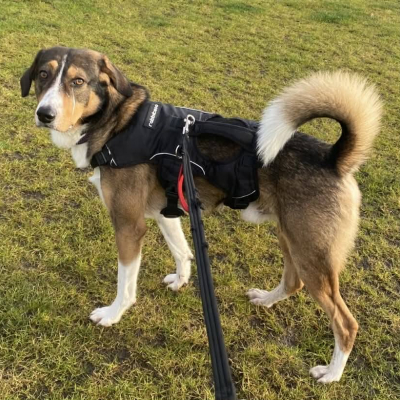 Reggie, Cross Breed, Approximately 3 to 5 Years Old. Male, Tri Colour, Medium to Large, Semi Long Hair.
