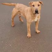 Axl, Cross English Bull Terrier, Male, Approximately 1 to 2 Years Old, Fawn and White, Medium, Wire Haired.
