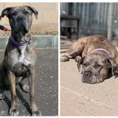 Ava, Cross Breed, Female, 2 - 3 Years Old, Grey Merle, Large, Short Hair.