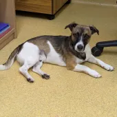 🐾Benji, Jack Russell Type, Male, Approximately 1-2 years old, White/Brown/Black Sable, Short Hair, Small