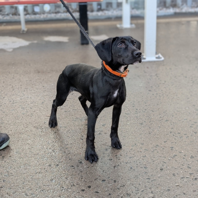 Bonnie, Mongrel, Female, 5 to 6 Months Old, Black & White, Medium, Short Haired. 