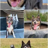 Capri, Collie, Female, 9 Years Old, Tri Colour, Medium, Short Hair