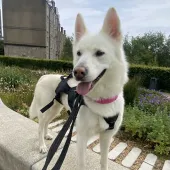 Cora, Husky, Female, 2 years 6 months old, white and fawn, semi-long haired, medium to large. 