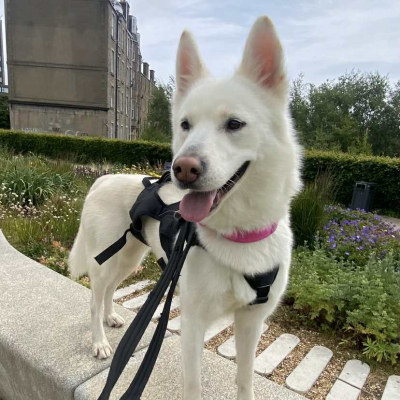 Cora, Husky, Female, 2 years 6 months old, white and fawn, semi-long haired, medium to large. 