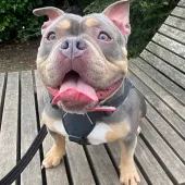 Daisy, Pocket Bully. Female, 2.5 Years Old, Grey/Tan/White, Small to Medium, Short Hair.