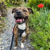 Elle, Cross Staffie, female, approximately 6/7 months old, brown brindle and white, short hair, medium.