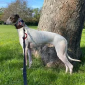 Honey, Lurcher, Female, 1.5 Years Old, White & Brindle, Medium to Large, Short Hair