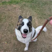 Bear, Akita/Husky Cross, 4 years old, Male, Semi Long hair, White/Brown/Black, Large.