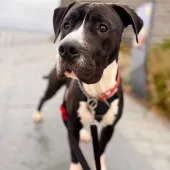 Ollie, Cross Mastiff, Male, Approximately 6-8 Months Old, Large, Black & White, Short Hair.