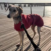 Stanley, Lurcher, Male, Approximately 5 Years Old, Cream with Tan/ Grey Brindle, Large, Short Hair. 
