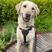 Iona, Labrador, Female, 7 Years Old, Yellow, Medium, Short Hair. 