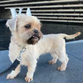 Lady, Shihtzu Cross, female, 4.5 years old, fawn, long hair, small.