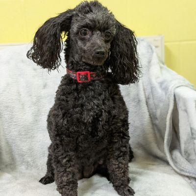 Milly, Toy Poodle, Female, 5 Years old, Black & Grey, Small.