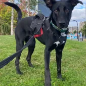 Dusk, Cross Breed, Male, 9 Months Old, Black & White, Large, Short Hair. 