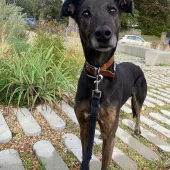 Sparky, Lurcher, Male, Approximately 10 Years Old, Brindle, Large, Short Hair