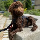 Mu, Standard Poodle, Male, 4 Months Old, Chocolate Brown, Large, Curly Coat