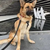 Mya, German Shepherd, female, approximately 5 years old, tan and sable, short hair, large.