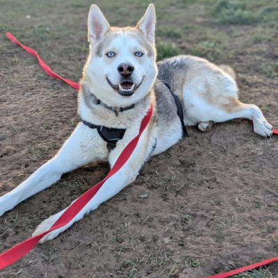 Nico, Husky, Male, Approximately 4-5 years old, Tan White and Grey, Large, Dense Short Haired