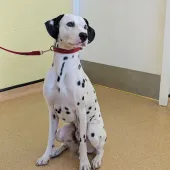 Marshall, Dalmatian, Male, 2 Years Old, White & Black, Large, Short Hair