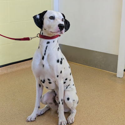 Marshall, Dalmatian, Male, 2 Years Old, White & Black, Large, Short Hair
