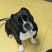 Glen, Pocket Bully, Male, Approximately 3-4 Years Old, Medium, Short Hair. 
