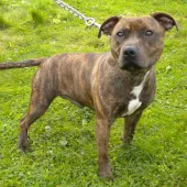 Charlie (2014) Image