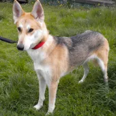 Shekana (2015) Image