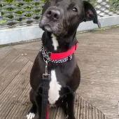 Rexi, Cross Breed, Female, Approximately 14 Months Old, Dark Brown/Black and White, Medium, Short Hair