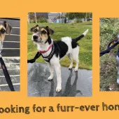 Rose, Jack Russell, Female, 6 Months Old, Tri Colour, Small, Rough Hair