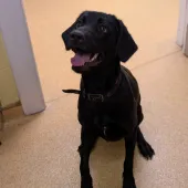 Ruby, Cross Lab/Pointer, Female, 11 Months Old, Black with White, Large, Short Hair. 🐾