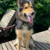 Sam, Cross German Shepherd, Male, 2 Years Old, Black & Tan, Large, Semi Long Hair