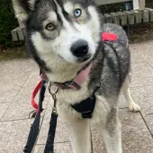 Siren, Husky, Female, 1 Year Old, White and Black Sable, Medium, Short Dense Coat. 