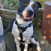 Snoopy, Cross Staffie, male, 3 and a half years old, black & white, short hair, medium.