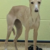 Sophie, Whippet cross Chihuahua, Female, 9 Months Old, Fawn & White, Small, Short Hair.