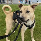 Star, Mongrel, Female, 2.5 years old, Fawn/Brindle/White, Medium, Short Hair. 