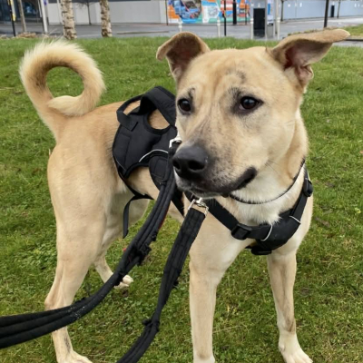 Star, Mongrel, Female, 2.5 years old, Fawn/Brindle/White, Medium, Short Hair. 
