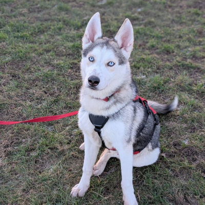 Wolfie, Husky, Male, Approximately 1 -2 Years Old, White & Grey, Large, Long Coat. 