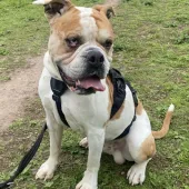 Zeus, American Bulldog Type, Male, Approximately 10 Years Old, Tan & White, Medium to Large, Short Hair