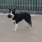 Buddy, Collie, male, aged 14 months, tri colour, semi long hair, med size