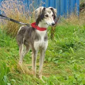 Captain (2019) Image