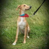 Noodles (2019) Image