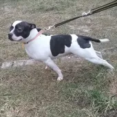 Kristie (2018) Image