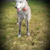 Lucy-lou (2019) Image