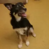 Myla, Collie, female, aged 5 months, tri colour, semi long hair, med size.