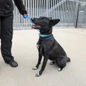 Luna, Cross Collie/German Shepherd, female, 2 years old, black and white, Medium to large, short hair.