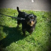 Scruffy (2019) Image