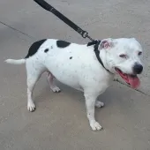 Snoopy, Staffordshire Bull Terrier, male, aged 5 years. White and black, short hair, medium size.