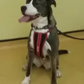 Storm, Mongrel, female, aged 13 months, brown sable and white, short coat, large.